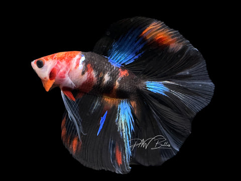 Koi DTHM Male Betta | M2165