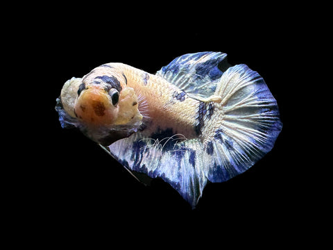 Blue Marble Dot HMPK Male Betta | M2227