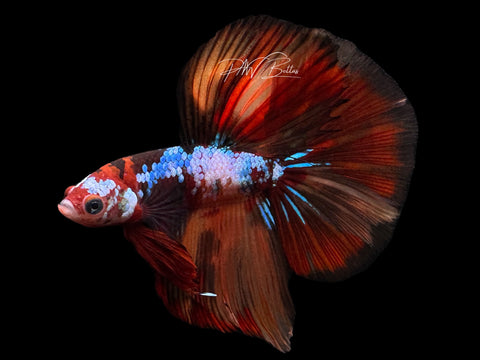 Koi HM Male Betta | M2277