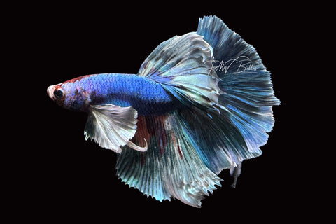 Marble Dumbo HM Male Betta | M2506