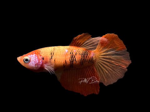 Nemo Halfmoon Female Betta | F1551