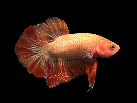 Orange Armageddon HMPK Male Betta | M2116