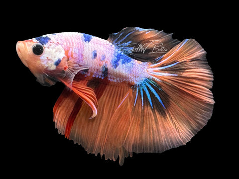 Orange Candy HM Male Betta | M2292