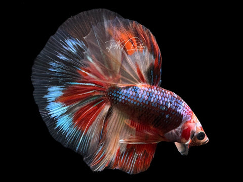 Koi HM Male Betta | M2293