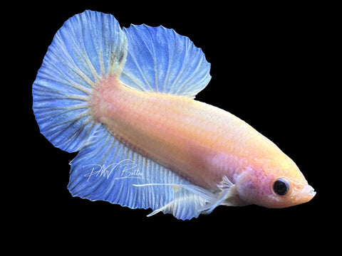 USA Bred | Iridescent HMPK Male Betta | L25