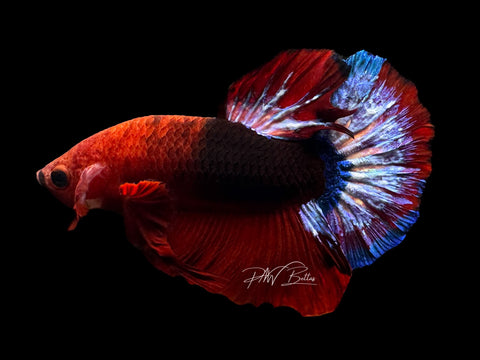 Hellboy HMPK Male Betta | M2130