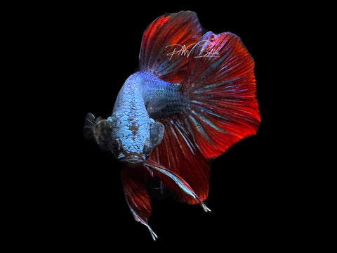 XL Tail Bi-Color HMPK Male Betta | M2335