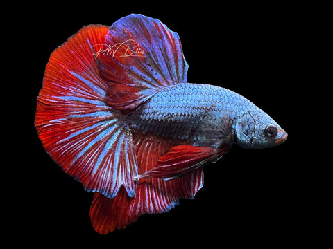 XL Tail Bi-Color HMPK Male Betta | M2335