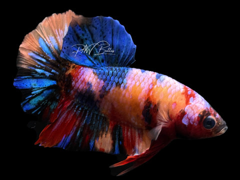 Candy HMPK Male Betta | M2322