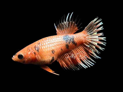 Orange Marble CT Female Betta | F1615