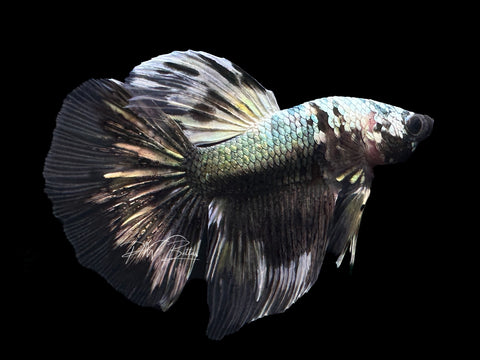 Copper Marble Delta Male Betta | M2204