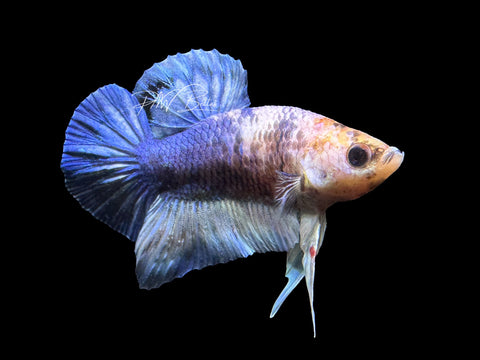 USA Bred | Blue Marble HMPK Male Betta | L05