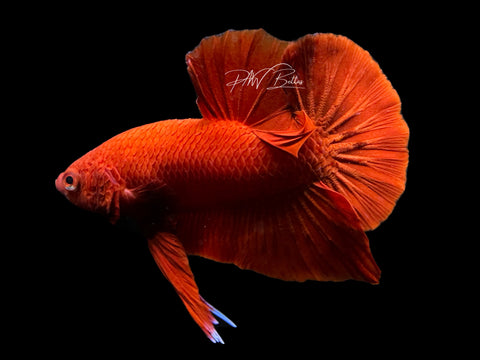 Super Red HMPK Male Betta | M2297