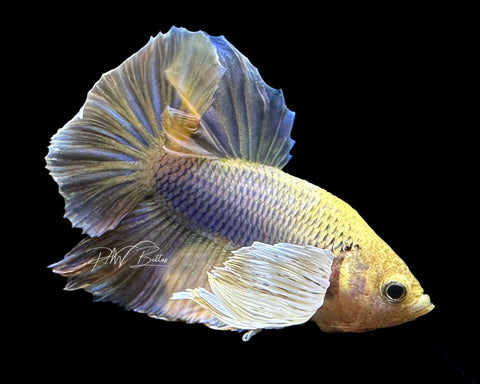 Pineapple Dumbo HMPK Male Betta | M2187