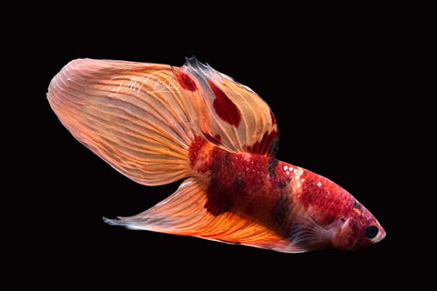 Marble Veiltail Male Betta | M2508