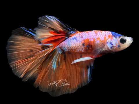 Orange Cany HM Male Betta | M2304