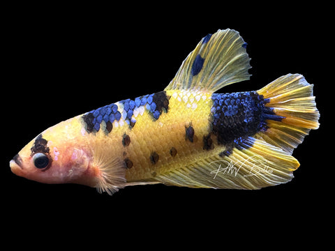 XL Yellow HMPK Male Betta | M2389