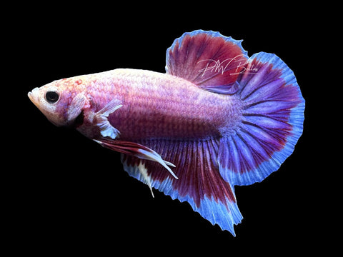 USA Bred | Salamander HMPk Male Betta | L13