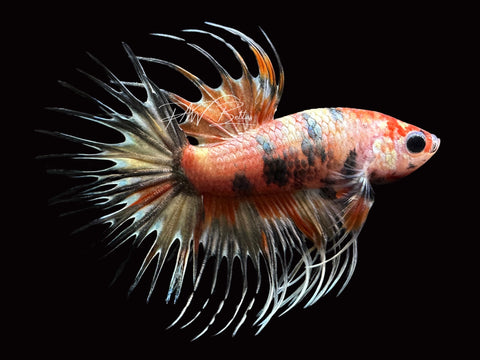 Marble Crowntail Male Betta | M2355