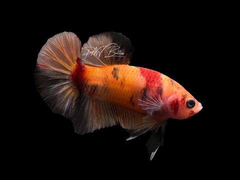 USA Bred | Nemo Koi HMPK Male Betta | L09