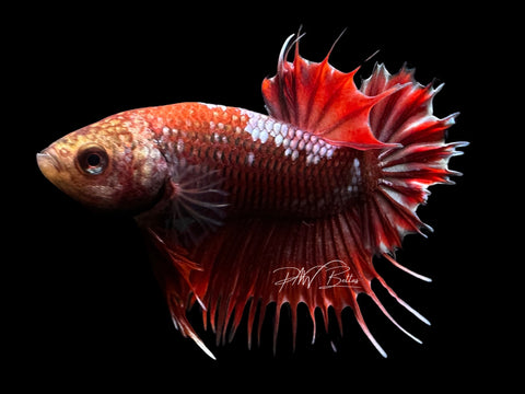 Copper Marble CTPK Male Betta | M2302