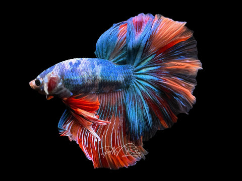 Marble HM Male Betta | M2281