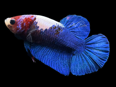 Marble HMPK Male Betta | M2267