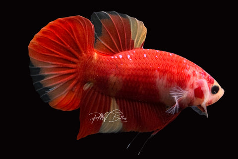 Nemo Plakat Male Betta | M2504