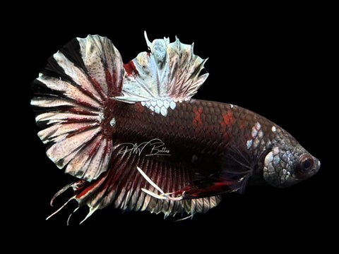 Black Copper CTPK Male Betta | M2127