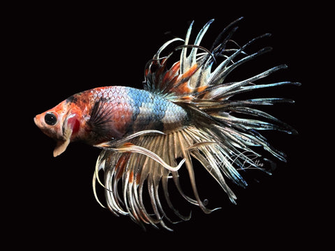 Marble Copper Crowntail Male Betta | M2465