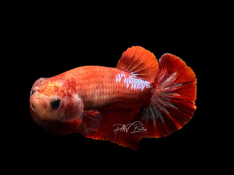 Hellgirl HMPK Female Betta | F1574