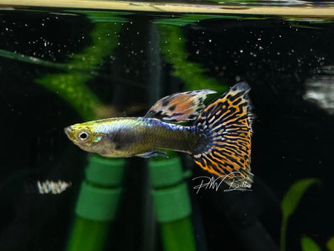 Mosaic Dumbo Guppy | Poecilia reticulata