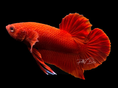 Super Red HMPK Male Betta | M2297