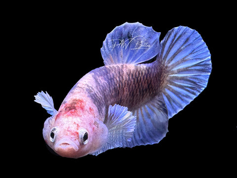 USA Bred | Marble HMPK Male Betta | L21