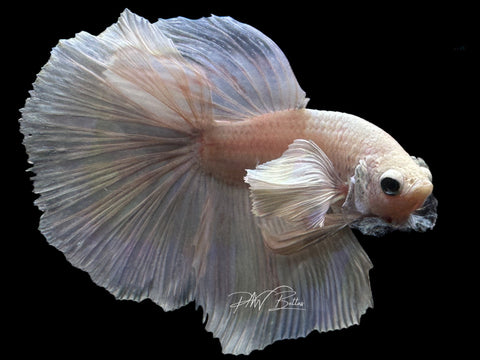 Platinum Dumbo HM Male Betta | M2181