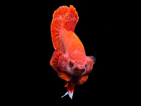 Super Red HMPK Male Betta | M2160