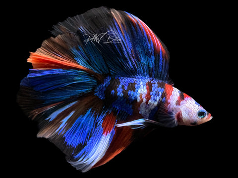 Koi DTHM Male Betta | M2206