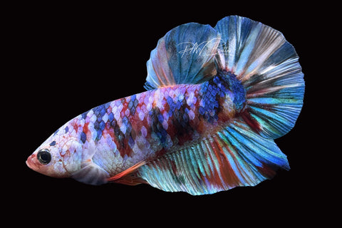 Koi Galaxy HMPK Male Betta | M2484