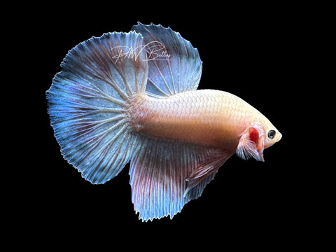 USA Bred | Iridescent LF Male Betta | L04