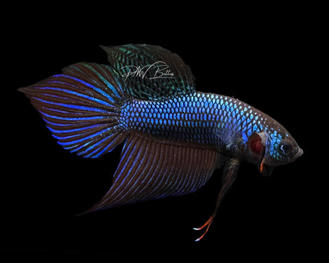 Smaragdina Male Betta | M2192