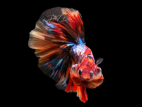 Koi Halfmoon Male Betta | M1898 – PNW Bettas