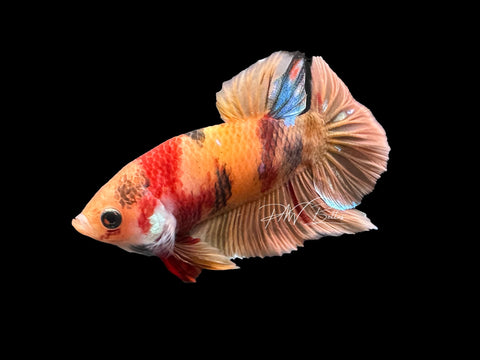 USA Bred | Nemo Koi HMPK Male Betta | L08