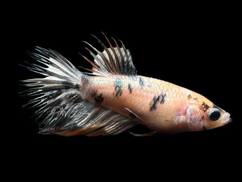 Marble Crowntail Female Betta | F1481