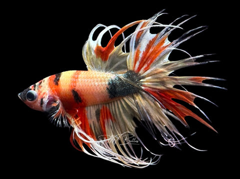 Marble CT Male Betta | M2287