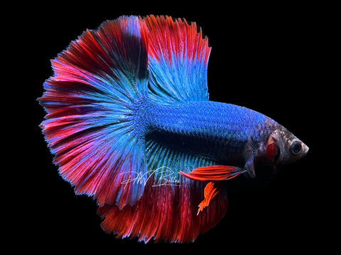 Mascot HM Male Betta | M2326