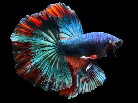 Marble HM Male Betta | M2276