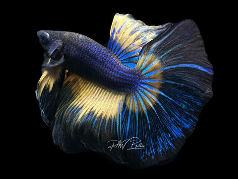 Mustard HM Male Betta | M2183