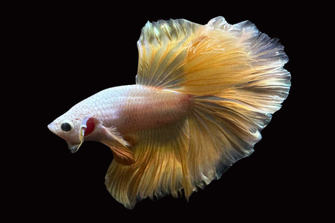 Gold Halfmoon Male Betta | M2509