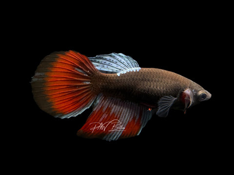 Blacklight Veiltail Female Betta | F1585