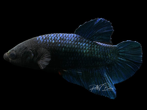 XL Blacklight HMPK Male Betta | M2241